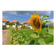 Sunflower Close By - Palm Living Bali Long Term Villa Rentals