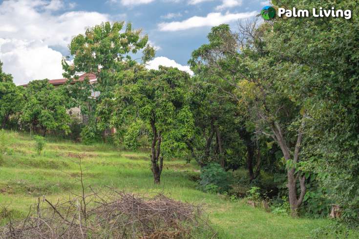 Prime Land for Sale in Kayuputih