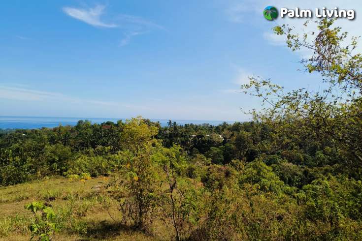 Hillside Land close to Central Lovina
