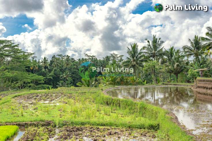 Prime Land for Sale Near Ubud
