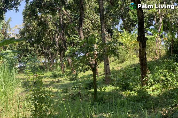 Landplot for Sale in Kaliasem