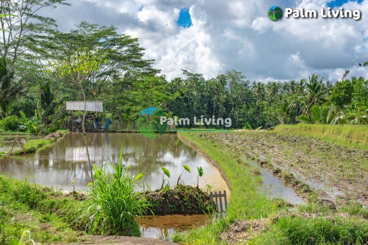 Prime Land for Sale Near Ubud