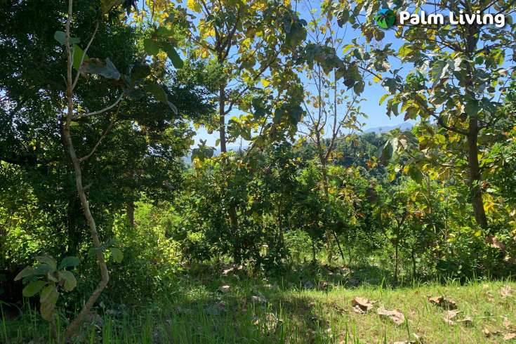 Sloping Land with Ocean & Jungle Views
