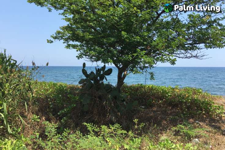 Beachfront Land for Sale in Singaraja