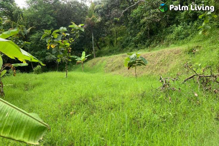 Land Plot in the Hill for Sale in Kayuputih