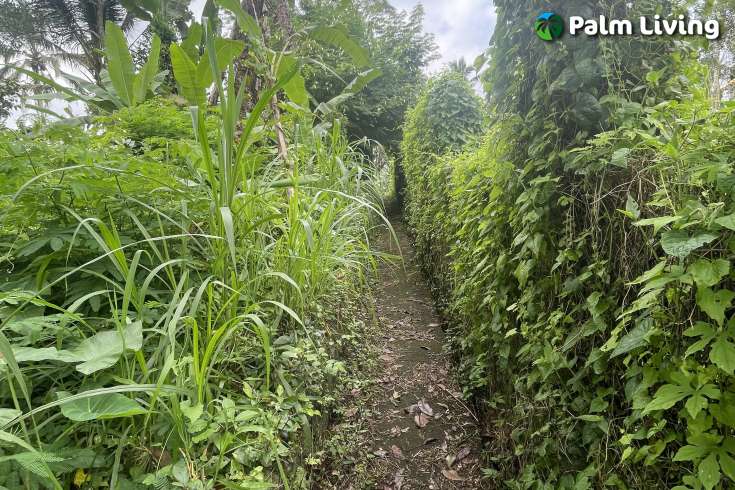 Tegallalang Land for Sale with Good View