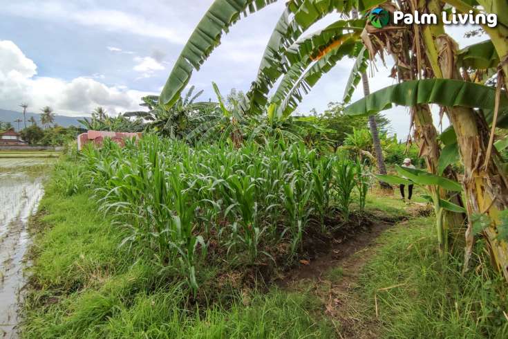Huge Plot of Land for Sale In Lovina