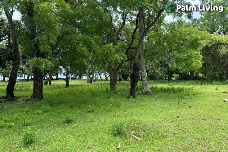 Prime Land for Sale - Development