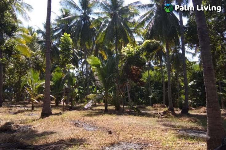Beachfront Land In Lombok For Sale