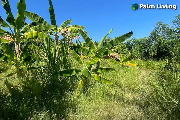 Land Plot in Kayuputih for Sale