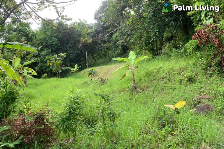 Land Plot in the Hill for Sale in Kayuputih
