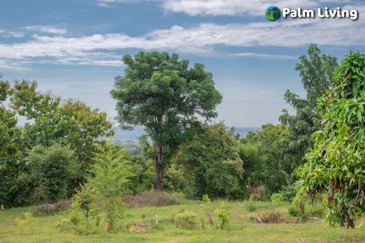 Prime Land for Sale in Kayuputih