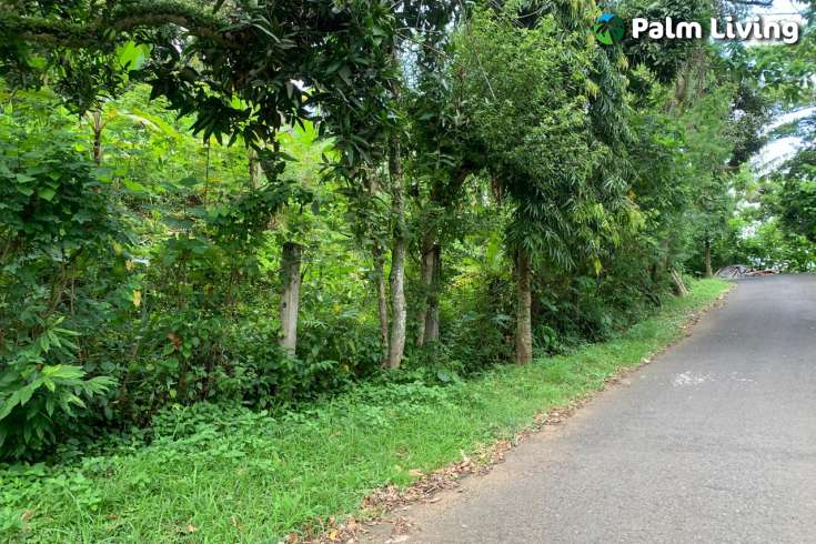 Land Plot in the Hill for Sale in Kayuputih
