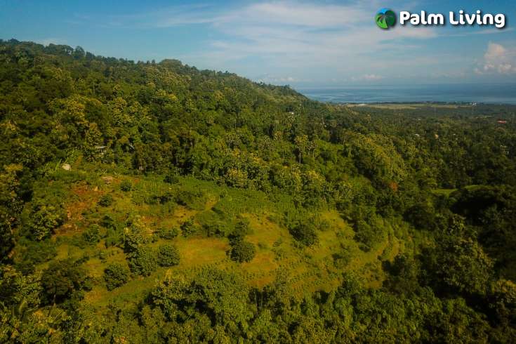 Hillside Land close to Central Lovina