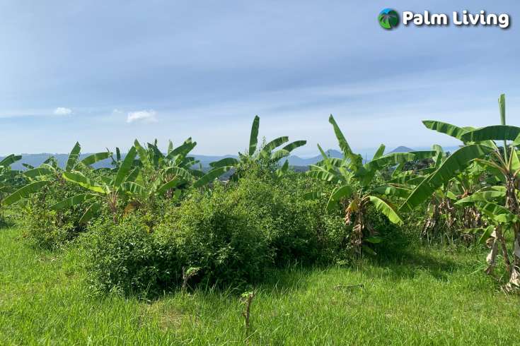 Plot for Sale with Mountain Views