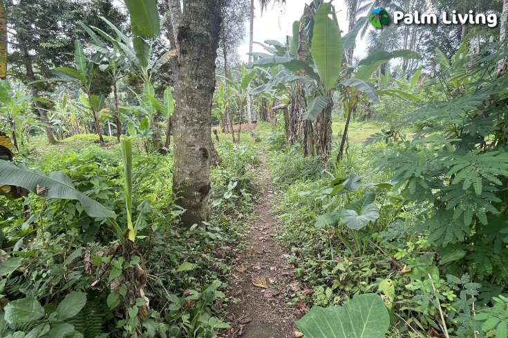 Tegallalang Land for Sale with Good View