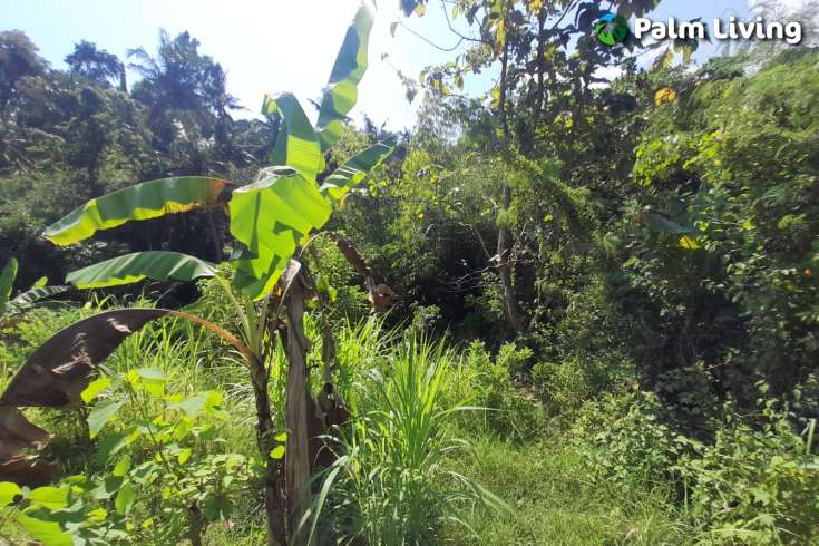 5490m2 of Land for Sale in Kayuputih