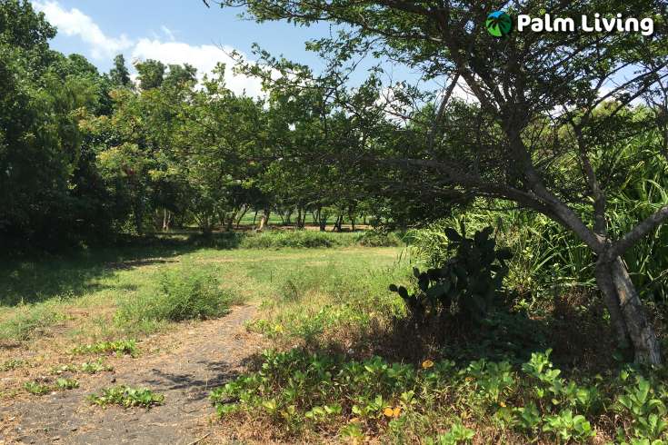 Beachfront Land for Sale in Singaraja