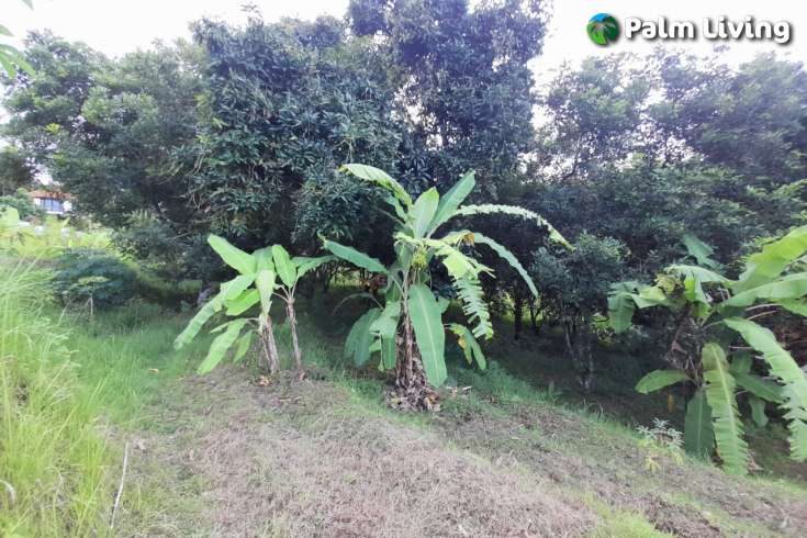 Land For Sale in Kayuputih