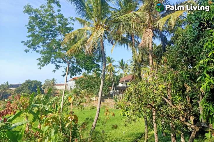 Land for Sale with Rice Field View