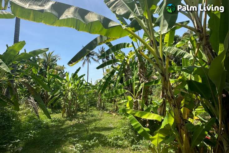 Nice Flat Land plot for Sale