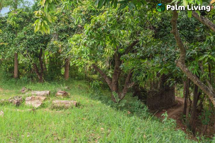 Prime Land for Sale in Kayuputih