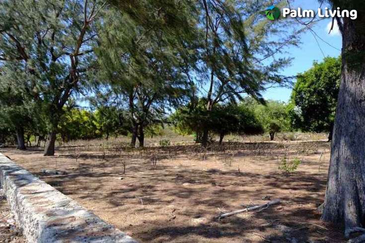 Beachfront Plots for Sale in Mondu