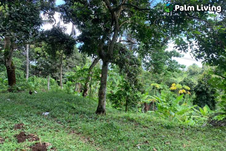 Land Plot in the Hill for Sale in Kayuputih