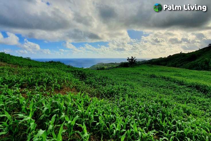 South Lombok Land for Sale with Exquisite Views