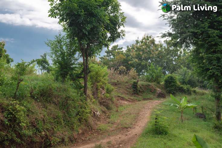 Prime Land for Sale in Kayuputih