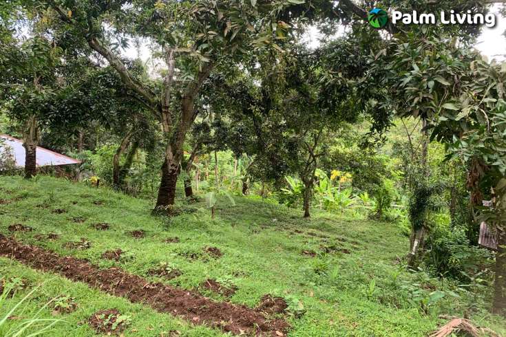 Land Plot in the Hill for Sale in Kayuputih