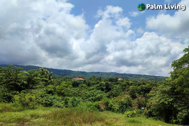 Prime Plot Parcels for Sale in Kayuputih