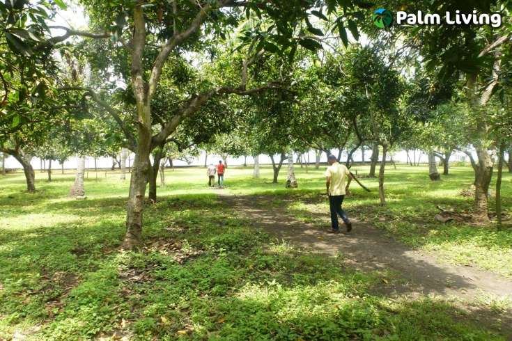 Prime Land for Sale - Development