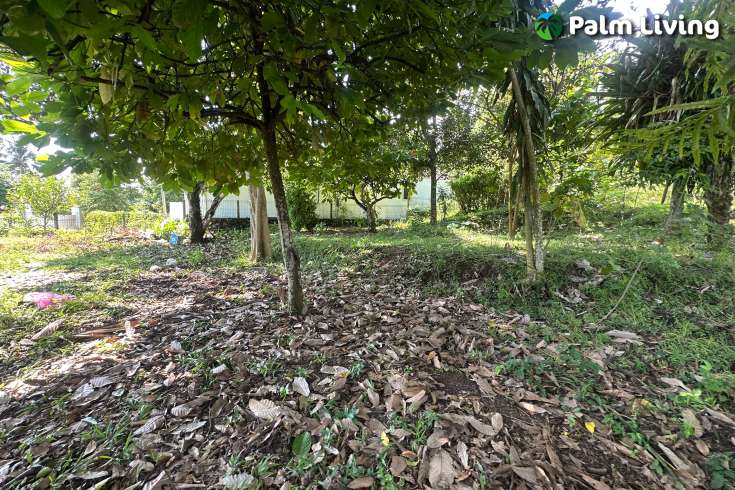 Hillside Plot in Kayuputih for Sale