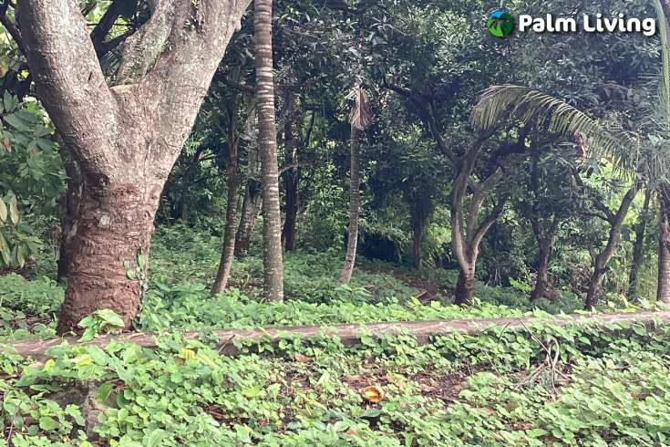 Panoramic Land for Sale in Kayuputih