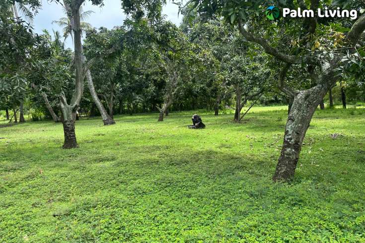 Prime Land for Sale - Development
