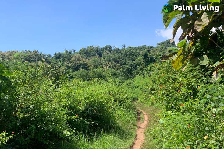 Land for sale in Dencarik Hill, Lovina