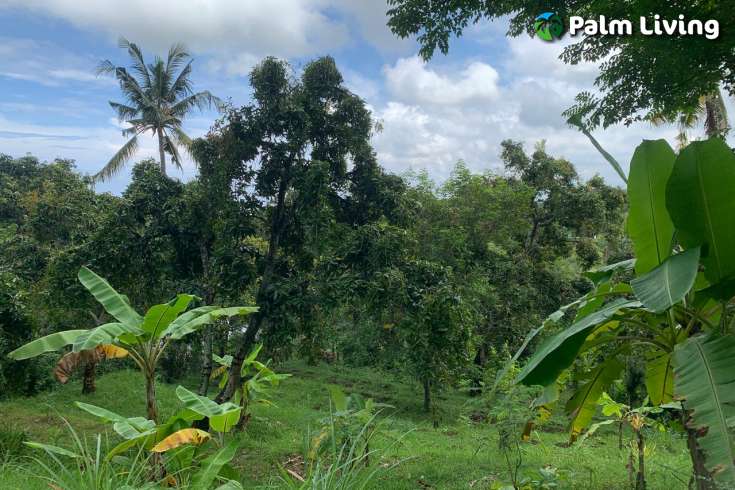 Land Plot in the Hill for Sale in Kayuputih