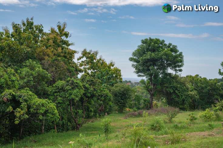 Prime Land for Sale in Kayuputih