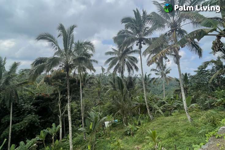 Tegallalang Land for Sale with Good View