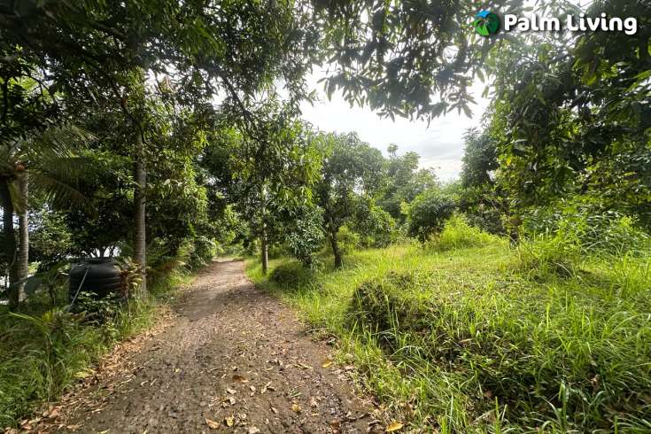 Cempaga Hillside Plot For Sale