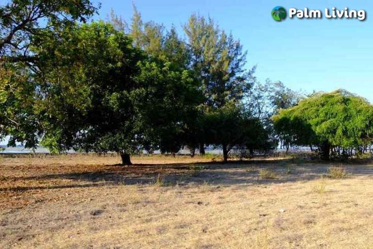 Beachfront Plots for Sale in Mondu