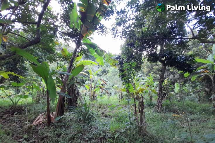 Land For Sale in Kayuputih