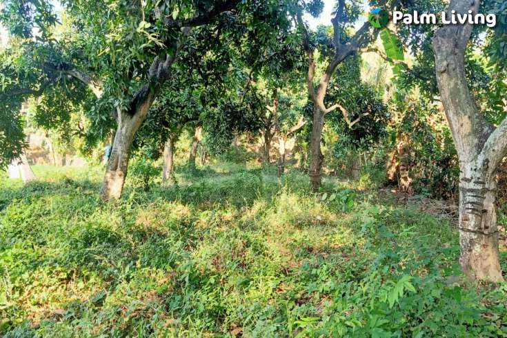 Land for Sale with Rice Field View