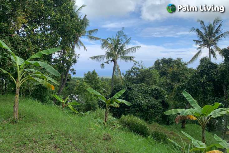 Land Plot in the Hill for Sale in Kayuputih