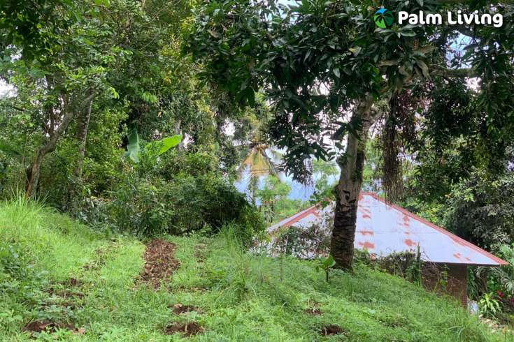 Land Plot in the Hill for Sale in Kayuputih