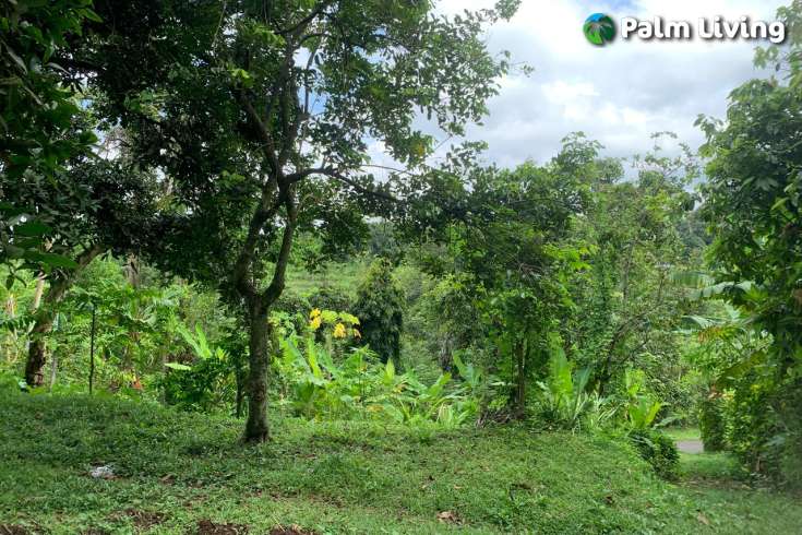Land Plot in the Hill for Sale in Kayuputih