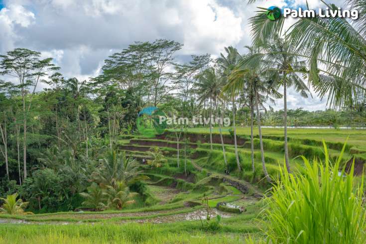Prime Land for Sale Near Ubud