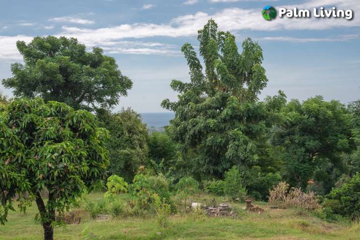Prime Land for Sale in Kayuputih