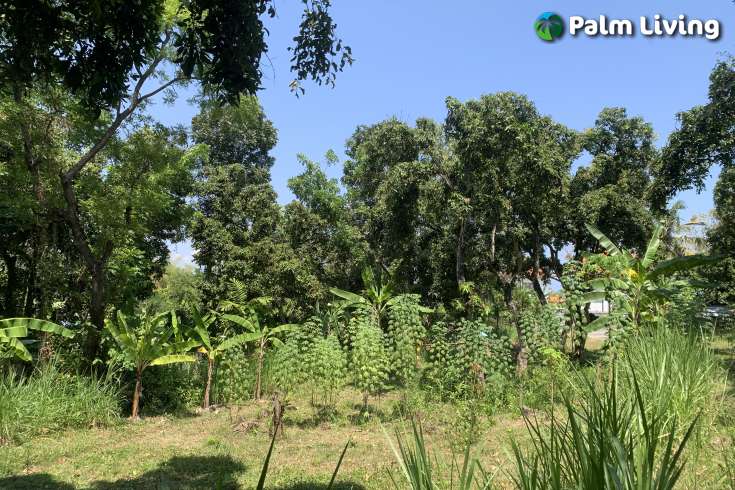 Landplot for Sale in Kaliasem